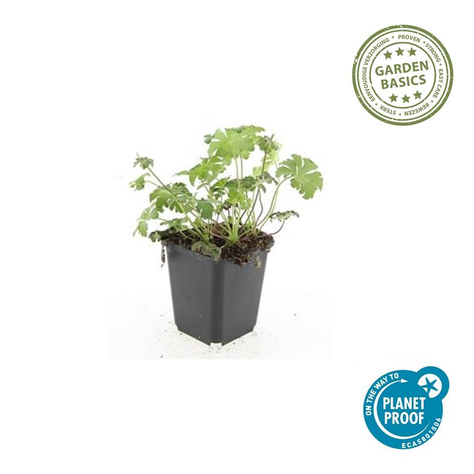 Geranium 'Cambridge' plant in a black pot, height 10-25cm, Ø9cm, by Everspring. Green leaves, vibrant foliage.