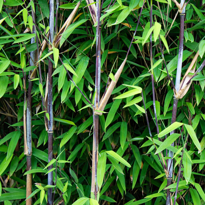 12 Fargesia Black Dragon clumping bamboo plants in 14cm pots - view 4