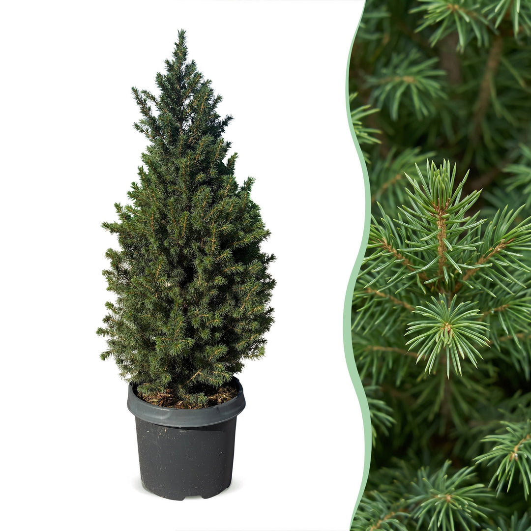 Picea glauca Conica Dwarf Alberta Spruce Christmas tree in 23 cm container