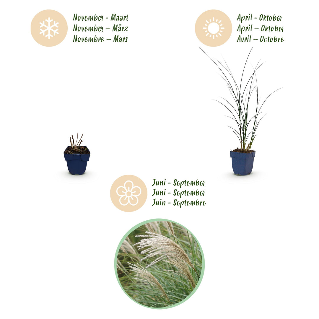 Pack of 24 Miscanthus sinensis 'Gracillimus' maiden grass plants in 11cm pots - view 4