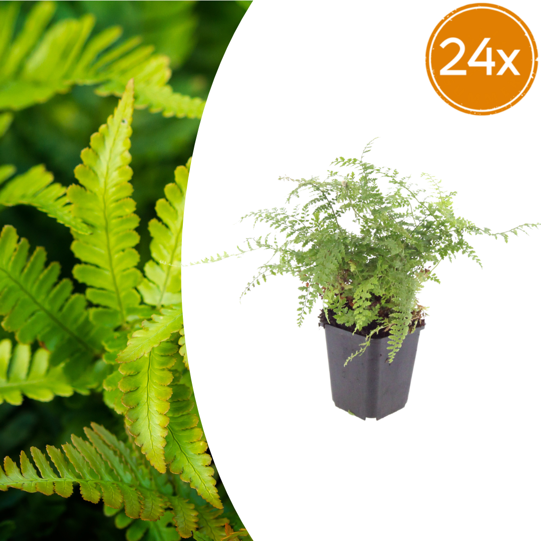 24x Polystichum set. 'Herrenhausen'- ↕10-25cm - Ø9cm