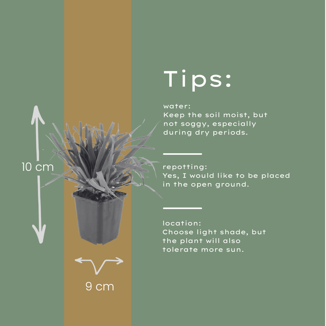 60x Luzula sylvatica - ↕10-25cm - Ø9cm