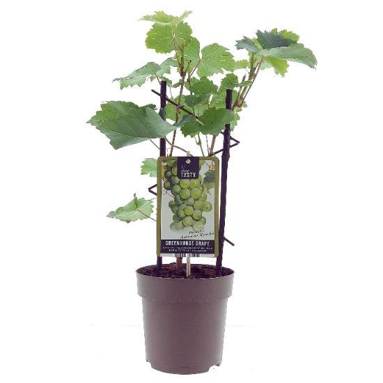 Vitis Muskaat de Alexandrie plant in a brown pot, featuring green leaves and a label from Everspring.