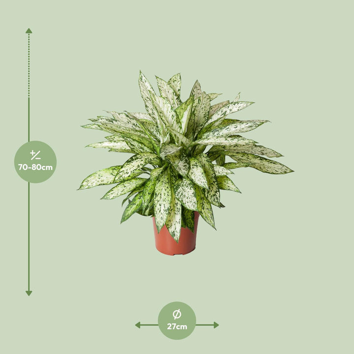 Dieffenbachia Vesuvius 80cm - Air Purifying Dumb Cane Plant 27cm Pot