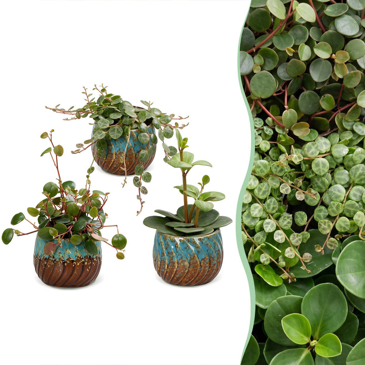 Baby Peperomia Mix plants, pack of 3