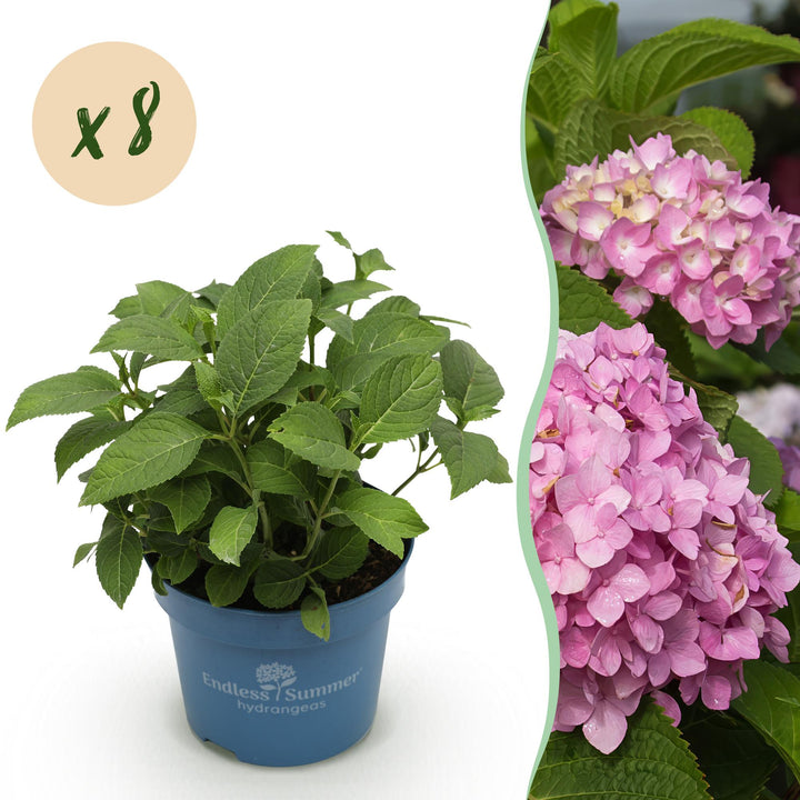 48 Hydrangea macrophylla Endless Summer Original Pink plants in 14cm pots