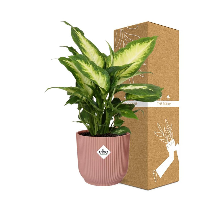 Dieffenbachia Camilla (Dieffenbachia 'Camilla') in a pink ELHO Vibes pot, view 10