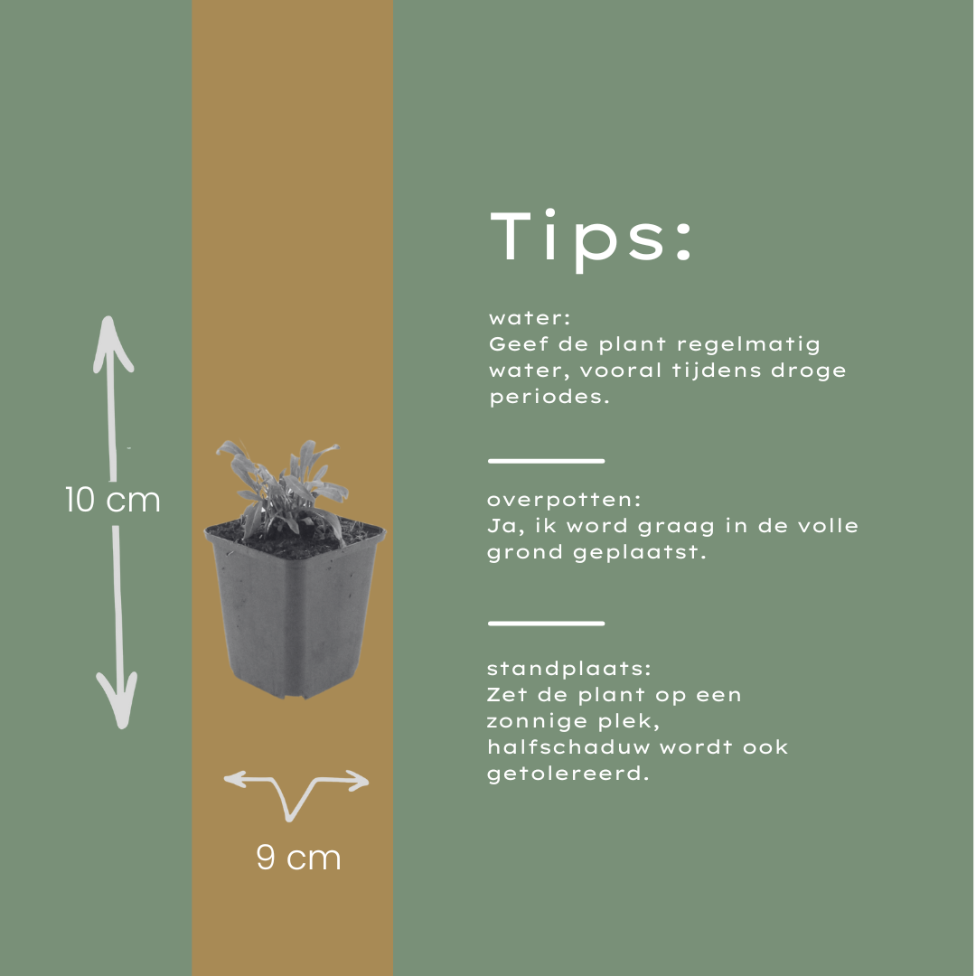 48x Gaura l. 'Siskiyou Pink' - ↕10-25cm - Ø9cm