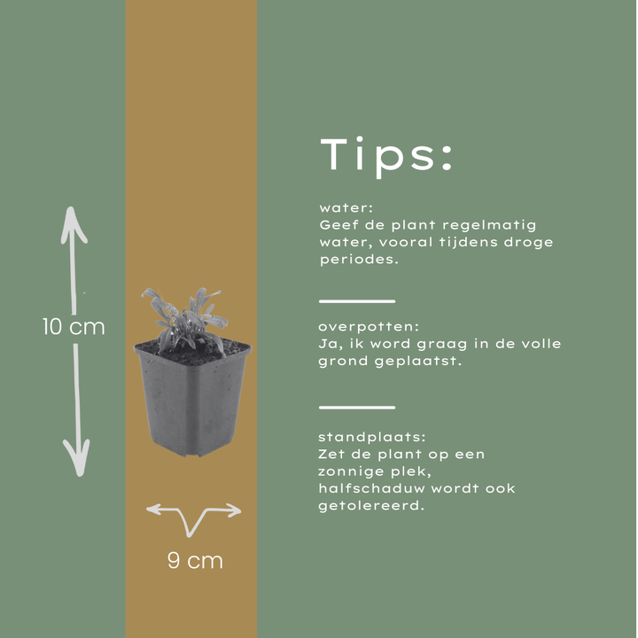 48x Gaura l. 'Siskiyou Pink' - ↕10-25cm - Ø9cm