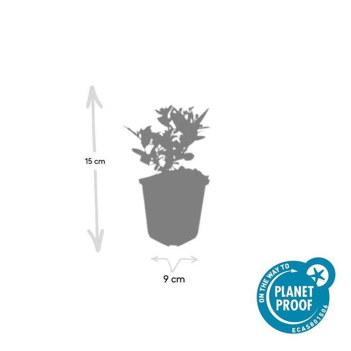 48x Aster ageratoides 'Stardust' - ↕10-25cm - Ø9cm
