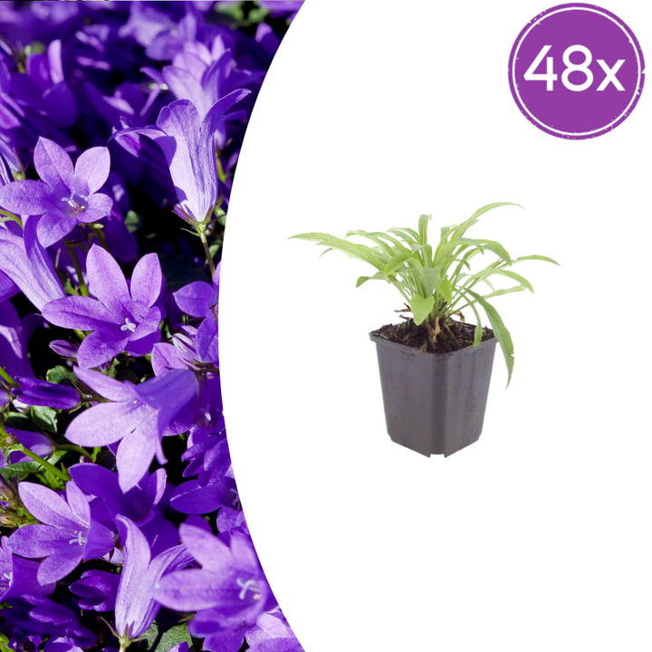 48x Campanula pers. 'Coerulea' - ↕10-25cm - Ø9cm