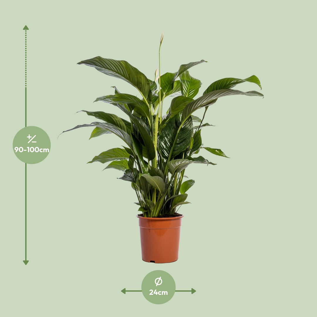 Spathiphyllum 'Bellini' (Peace Lily): Elegant 100cm Tall, Ø24cm Pot – Air-Purifying & Serene!