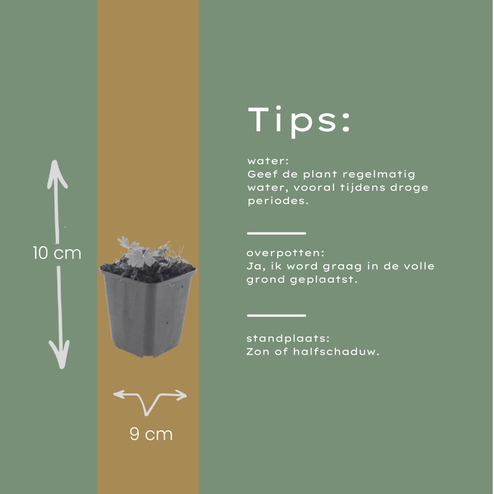 6x Geranium sang. 'Max Frei' - ↕10-25cm - Ø9cm