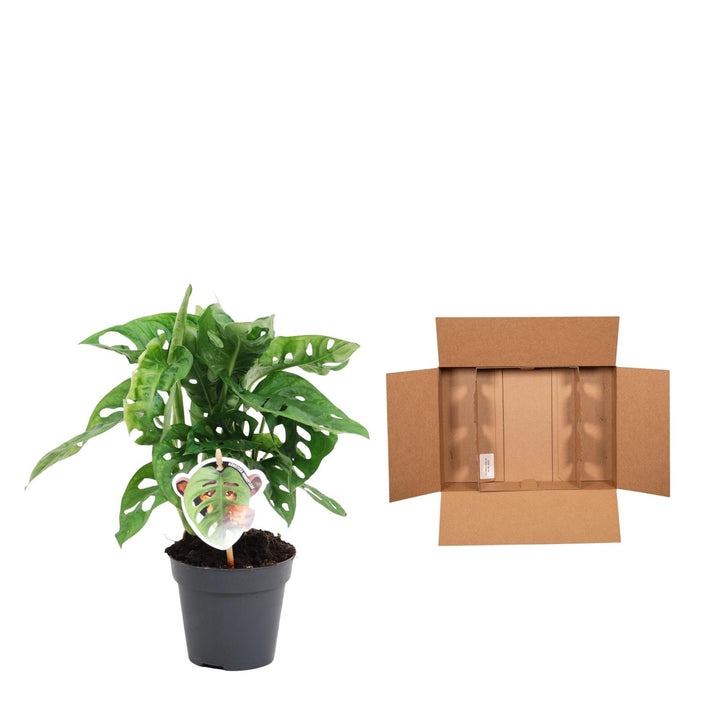 Monstera Obliqua Monkey Leaf Plant - 25cm Indoor Houseplant