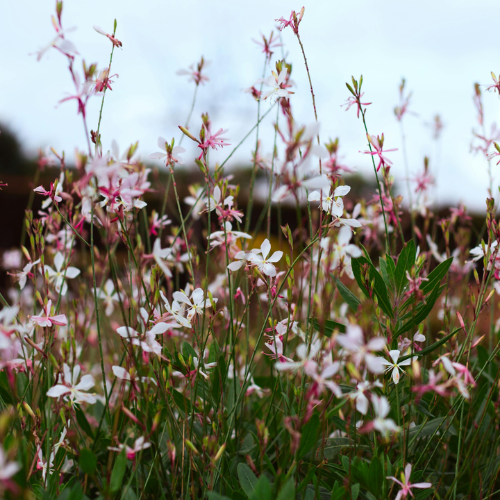 24x Gaura l. 'Whirling Butterflies' - ↕10-25cm - Ø9cm