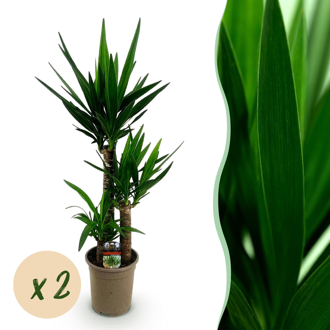 Yucca (Yucca elephantipes)