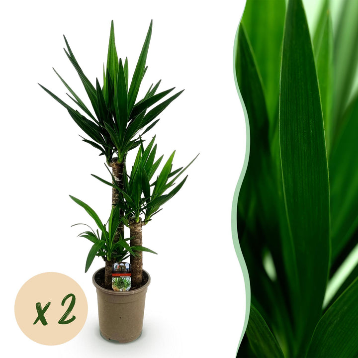 Yucca (Yucca elephantipes)