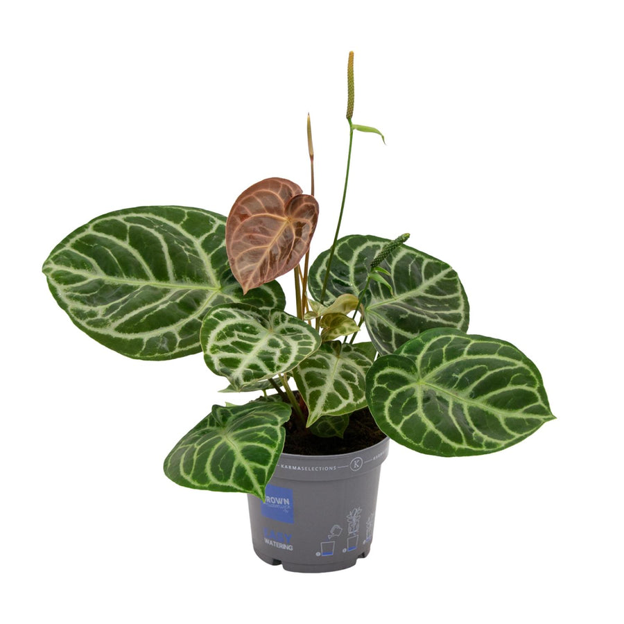 Anthurium plant with heart-shaped green leaves in a 17cm pot, 40cm tall, by Everspring, ideal for indoor spaces.
