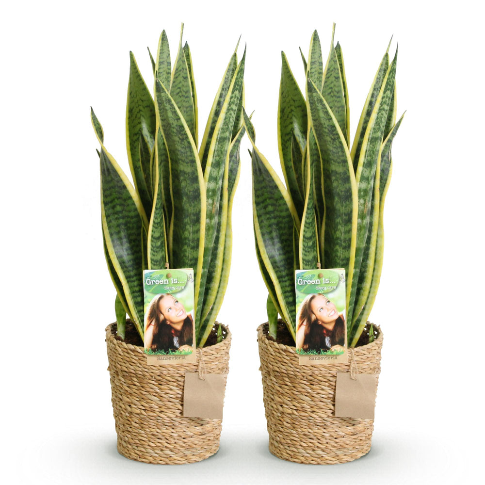 Snake Plant 'Laurentii' (Dracaena trifasciata 'Laurentii'), detail view 1