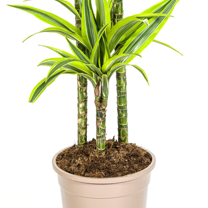 Dracaena Lemon Lime 130-150cm - Striped Foliage with Basket Ø24cm