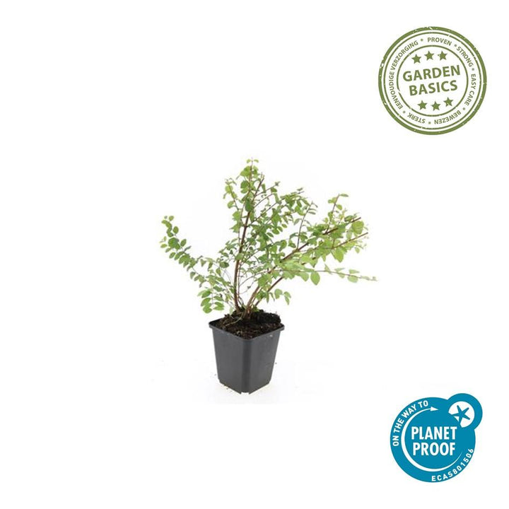 40x Snowberry 'Hancock' Bulk Pack - Hardy Ground Cover - 10-25cm