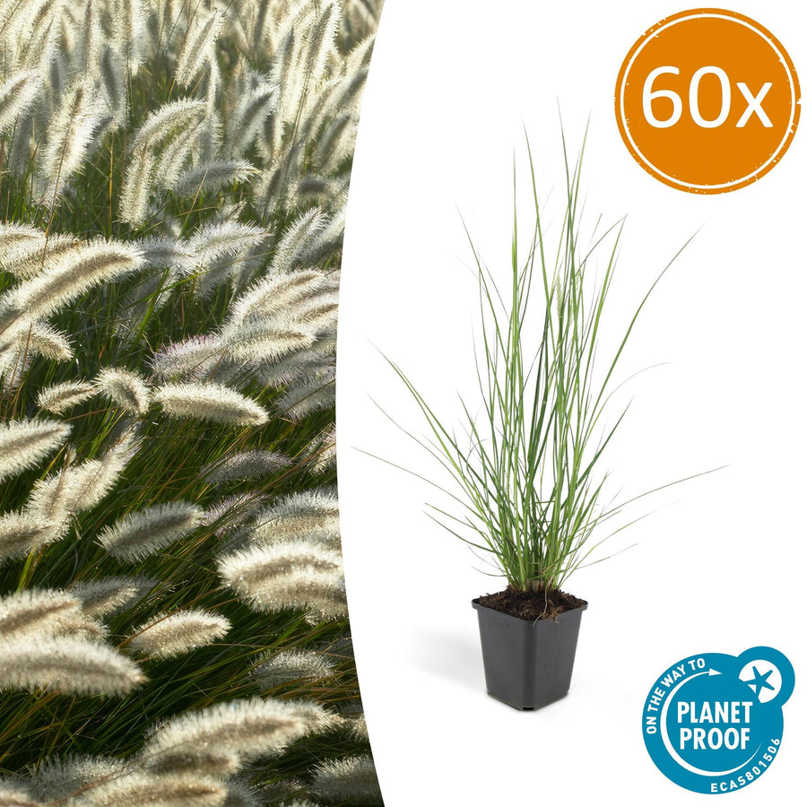 Dwarf Pennisetum Alopecuroides Hameln Fountain Grass with creamy plumes in a decorative pot by Everspring