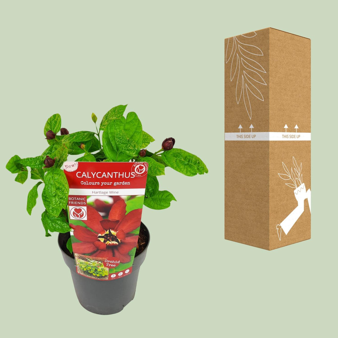 Sinocalycanthus 'Hartlage Wine' - Carolina Allspice - Ø19cm - ↕30-50cm
