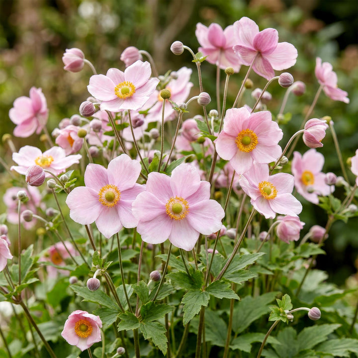Plante vivace - Anemone hybr. Kön. Charlotte - Anémone d'automne - Ombre - Rose - 24 Plantes - Pot 11cm - Hauteur 15-25cm