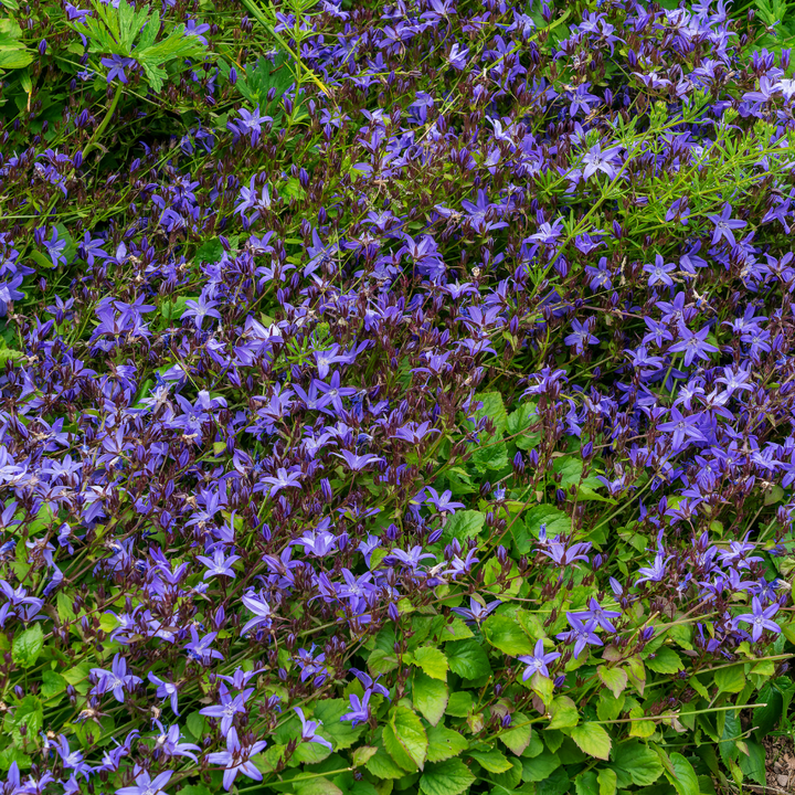24x Campanula poscharskyana - ↕10-25cm - Ø9cm