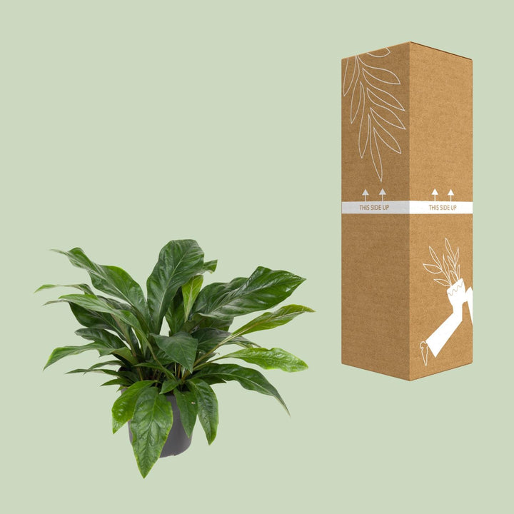 Anthurium Plant 30cm Pot - Heart-Shaped Blooms Indoor Houseplant