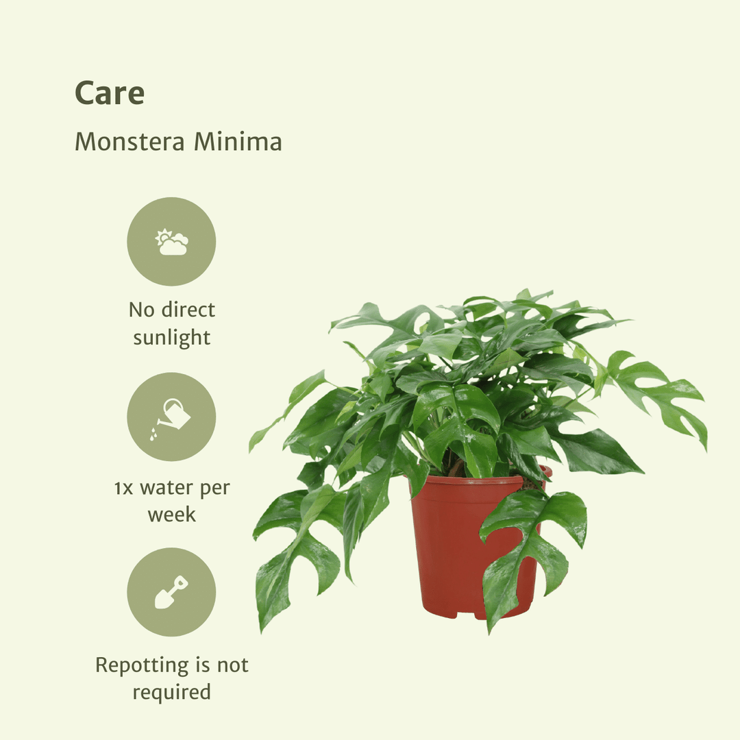 Rhaphidophora Tetrasperma - Mini Monstera Plant - 15cm Pot