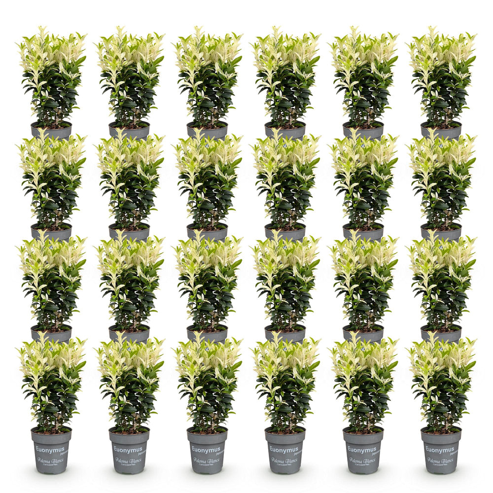 24 Euonymus japonicus 'Paloma Blanca' hedging plants in 9cm pots, 20-30cm tall - view 2