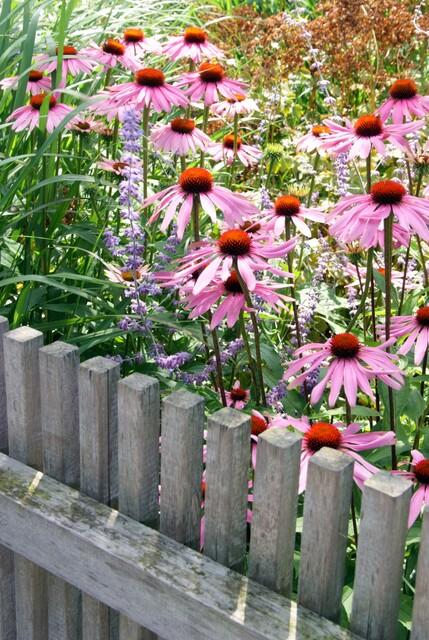 48x Echinacea p. 'Magnus' - ↕10-25cm - Ø9cm