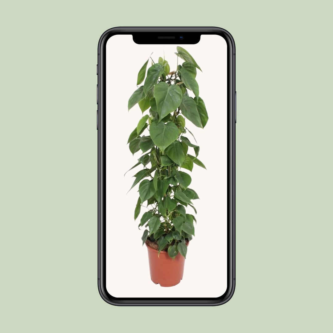 Heartleaf Philodendron trailing indoor plant with lush green foliage, 120cm long, by Everspring.