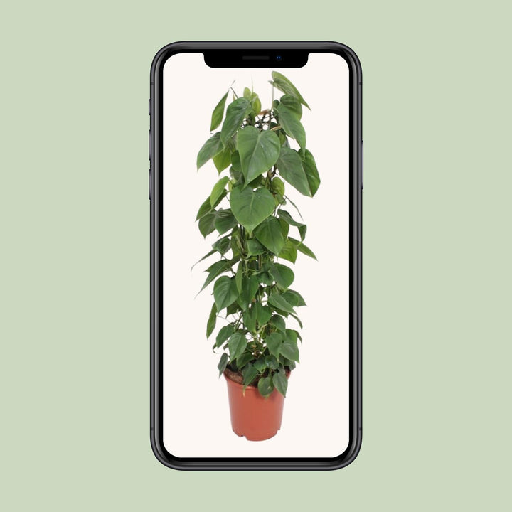 Heartleaf Philodendron trailing indoor plant with lush green foliage, 120cm long, by Everspring.