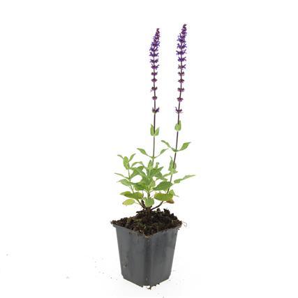 48x Salvia nemorosa 'Caradonna' Purple Perennial - 10-25cm