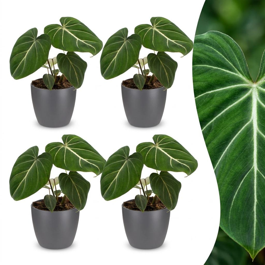 Four Philodendron gloriosum plants with velvety heart-shaped leaves in grey decorative pots