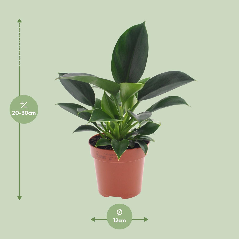 Philodendron Green Princess houseplant in a 12cm pot, vibrant green leaves, easy care indoor plant by Everspring.