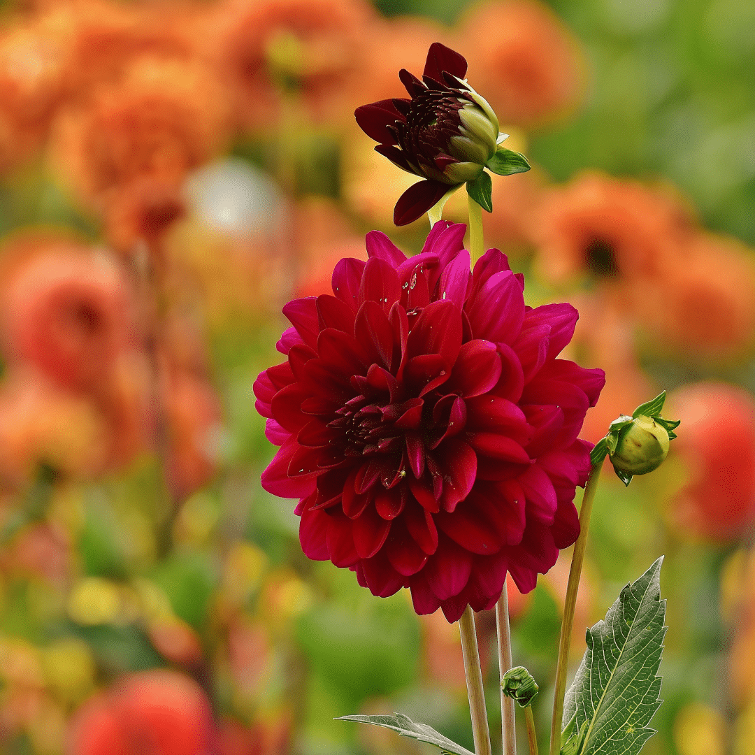 Flowerbulbs Amsterdam - 24 dahlia heatwave tubers for 4 m², large deep red flowers