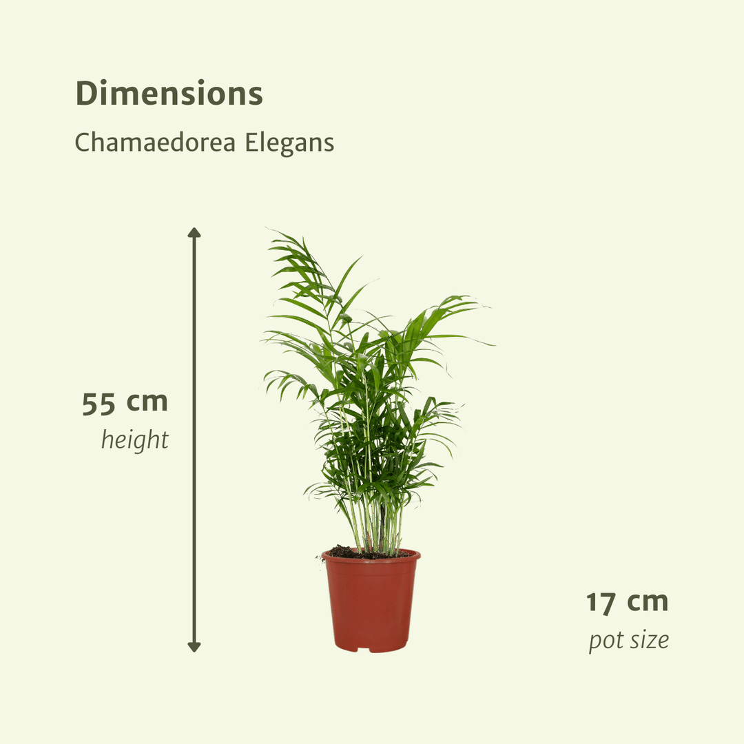 Chamaedorea Elegans Mexican Mountain Palm - 55cm Indoor Houseplant