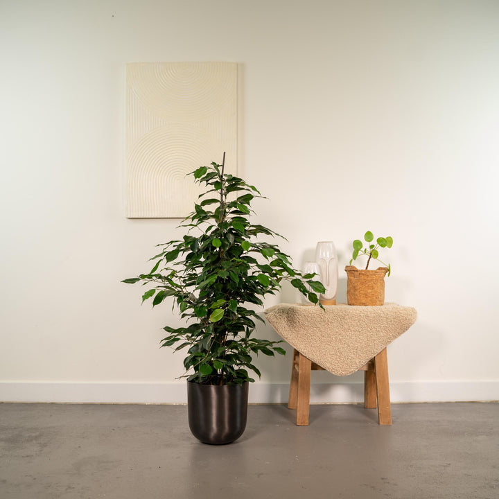 Ficus Benjamina Danielle - Weeping Fig Houseplant 95cm Tall