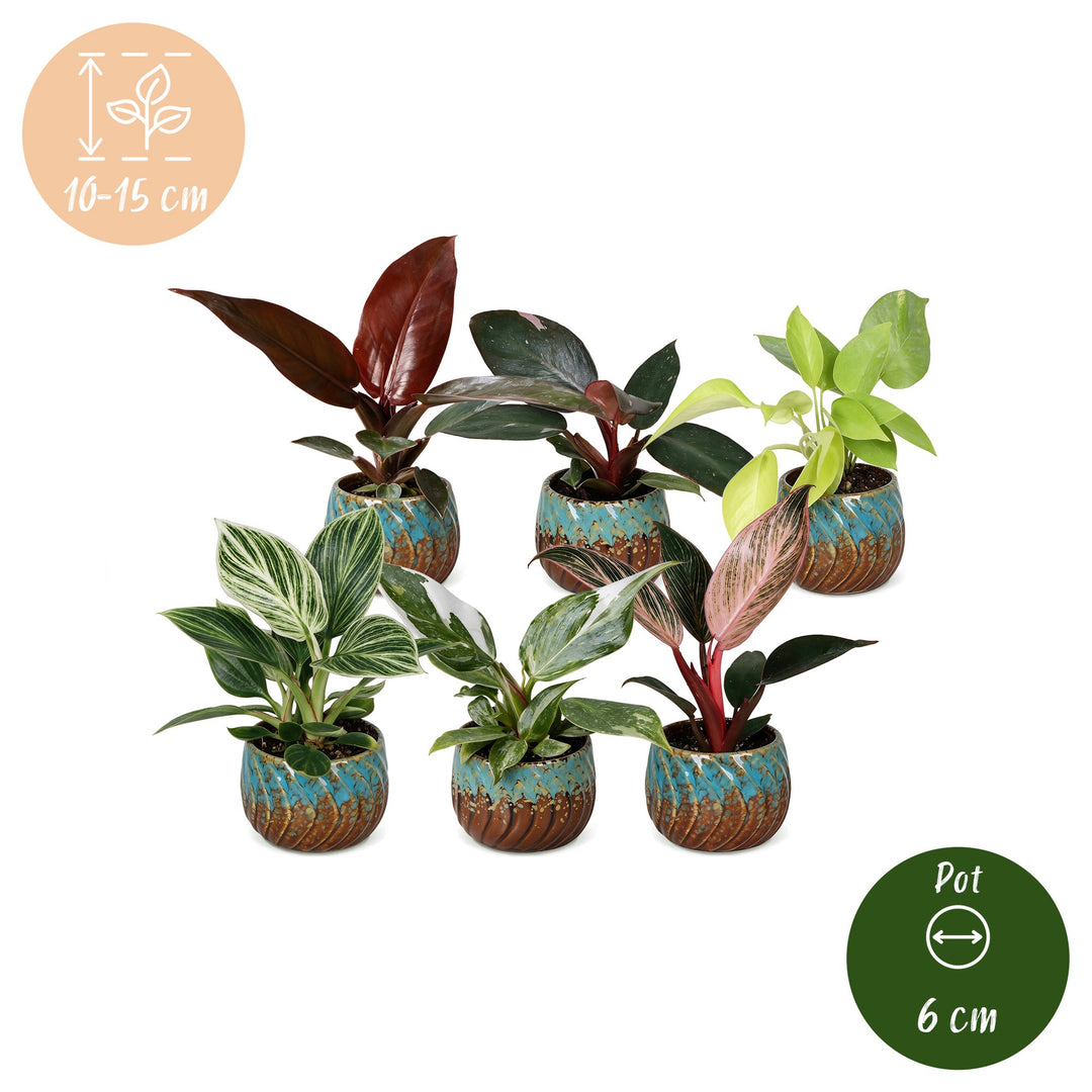 Baby Philodendron Family houseplants, pack of 6 in growing pots, image 5