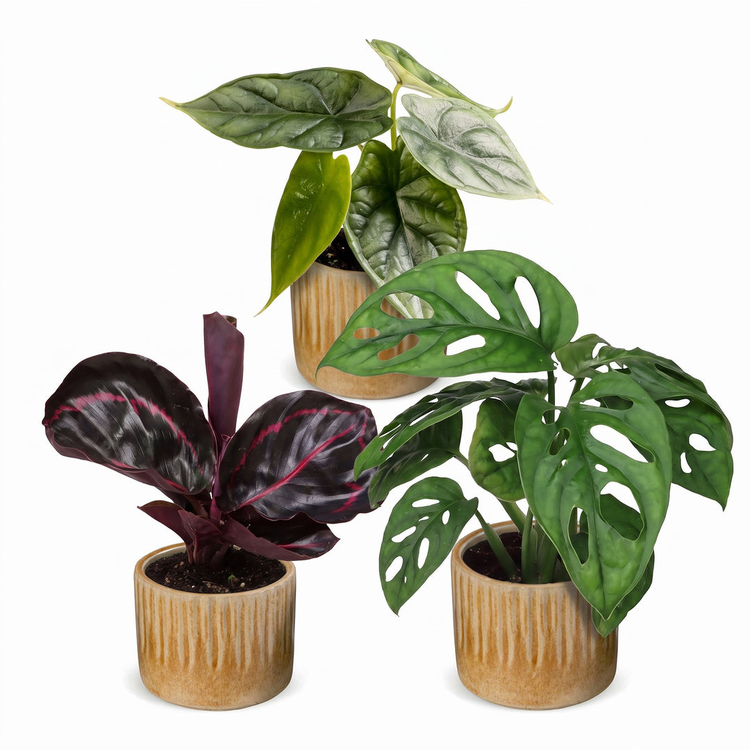 Baby Jungle Mix tropical houseplants, pack of 3, Alocasia, Calathea and Monstera, image 2