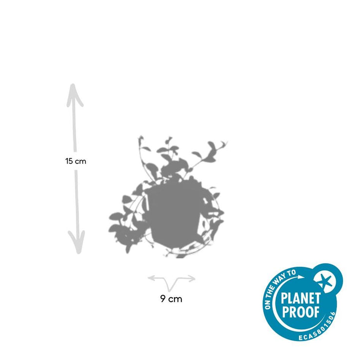 40x Vinca minor 'Aureovariegata' Variegated Periwinkle - 9cm Pots