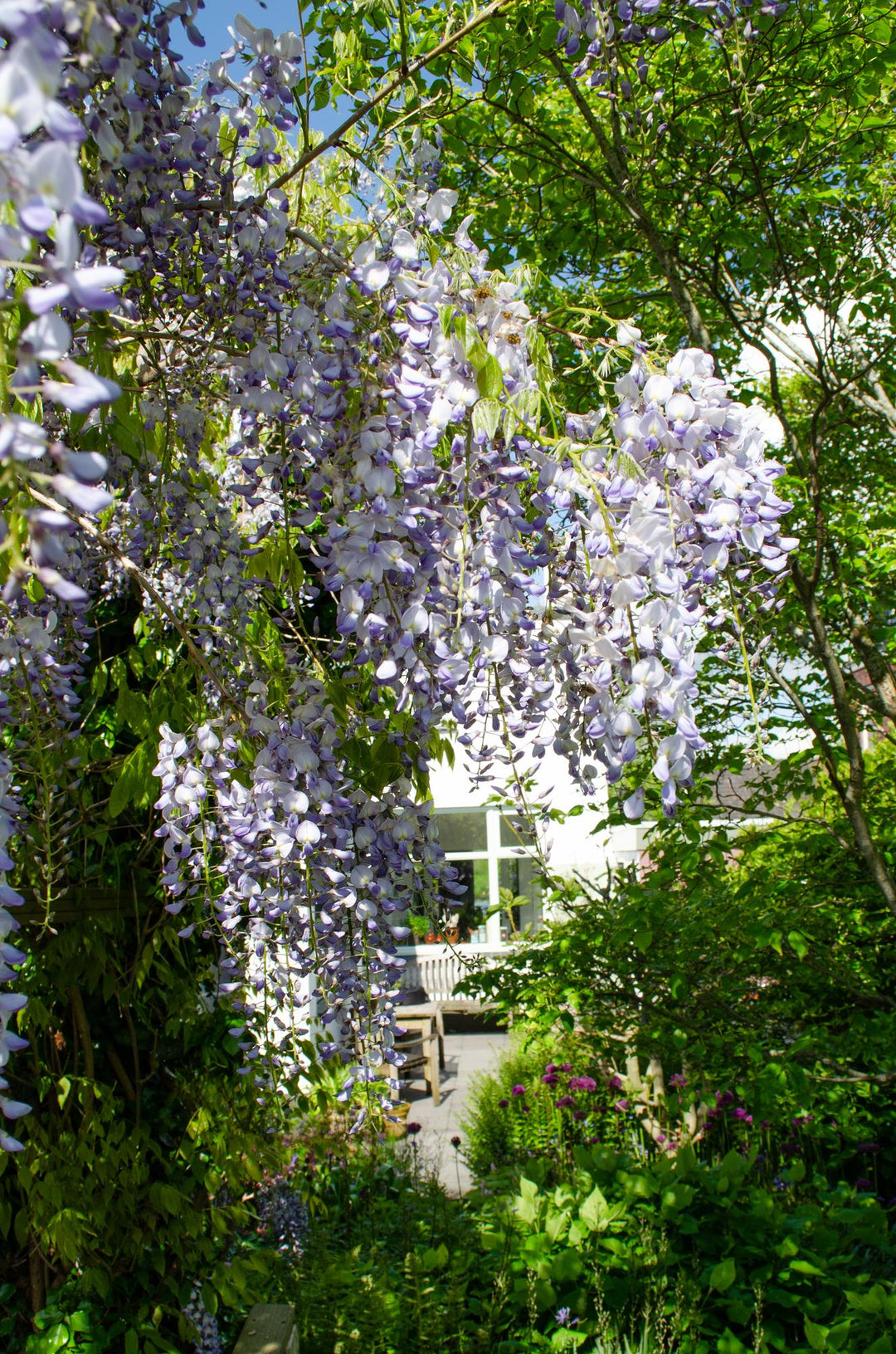 Blue-flowering Wisteria sinensis Caroline climbing plants in 2-pack by Everspring, 65cm tall, ideal for vertical gardens.