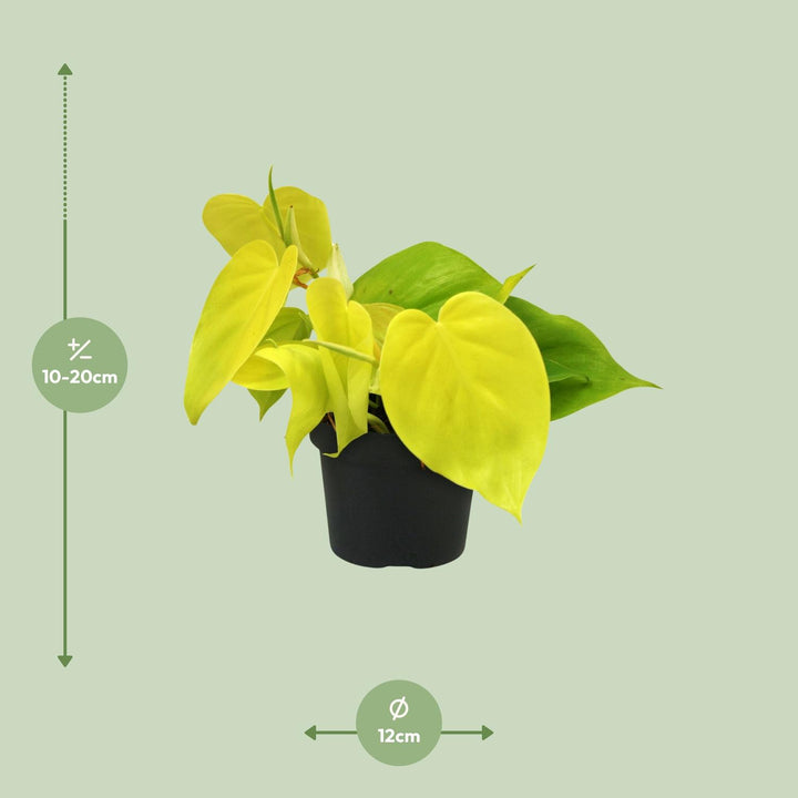 Philodendron Lime - 12cm Pot Indoor Houseplant with Glossy Green Leaves