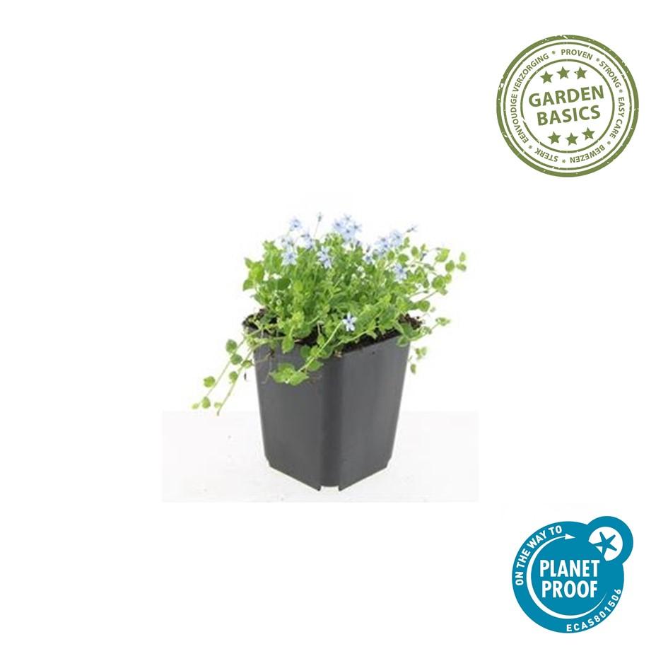 60x White Star Creeper Ground Cover - Isotoma fluviatilis 'Alba' - 9cm