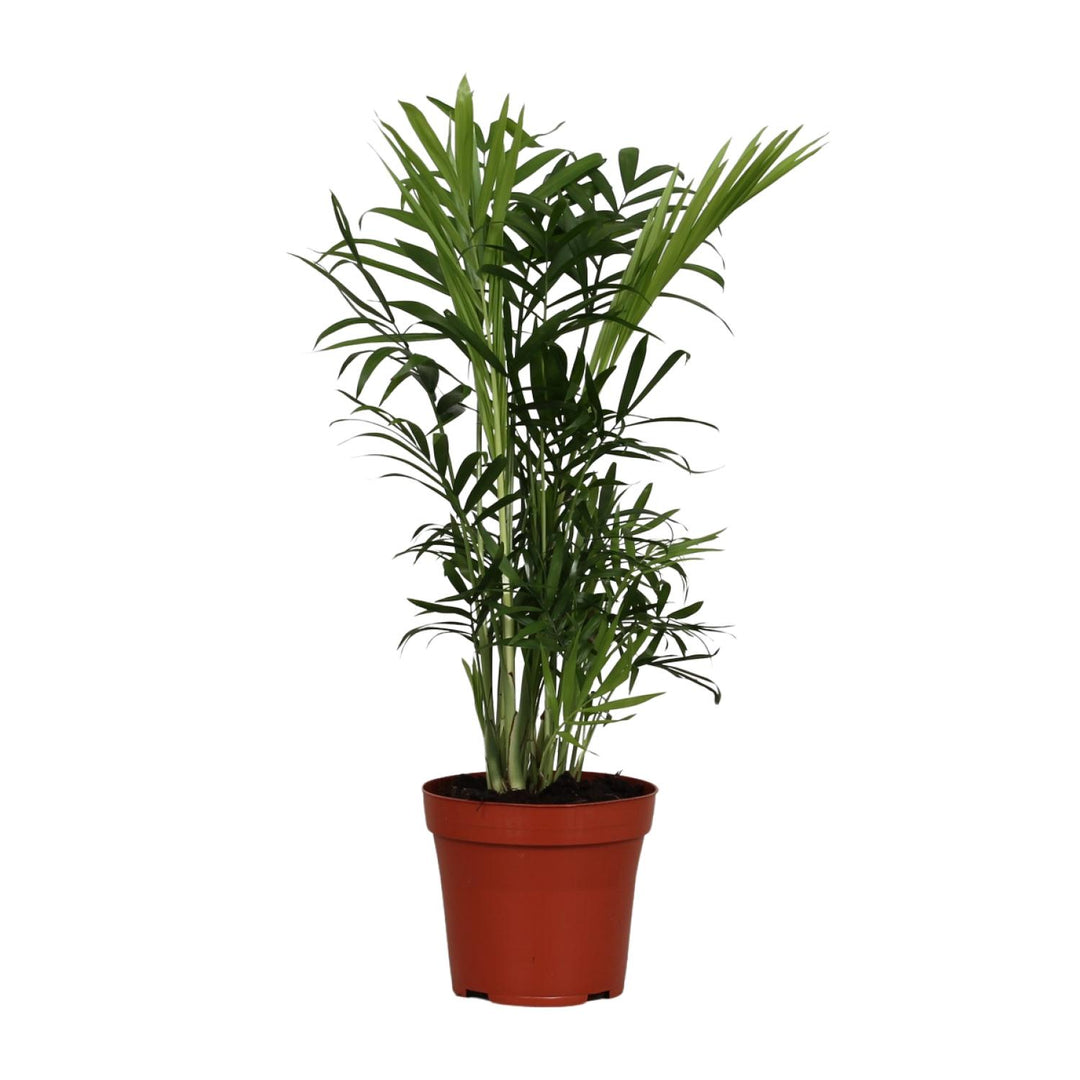 Chamaedorea Elegans Palm 40cm - Low Light Indoor Plant 12cm Pot