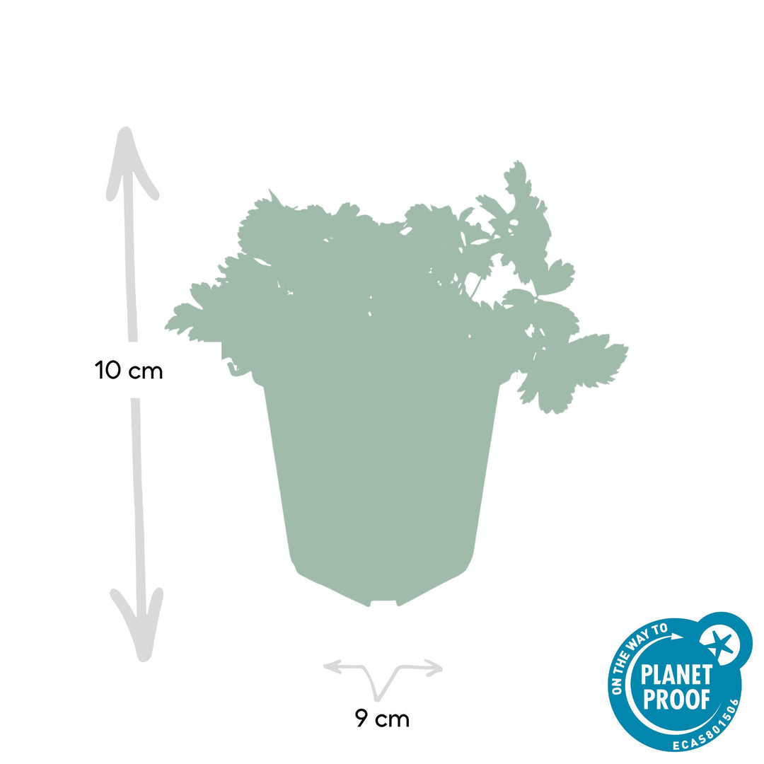 40x Waldsteinia Ternata - Evergreen Ground Cover - 10-25cm - Ø9cm