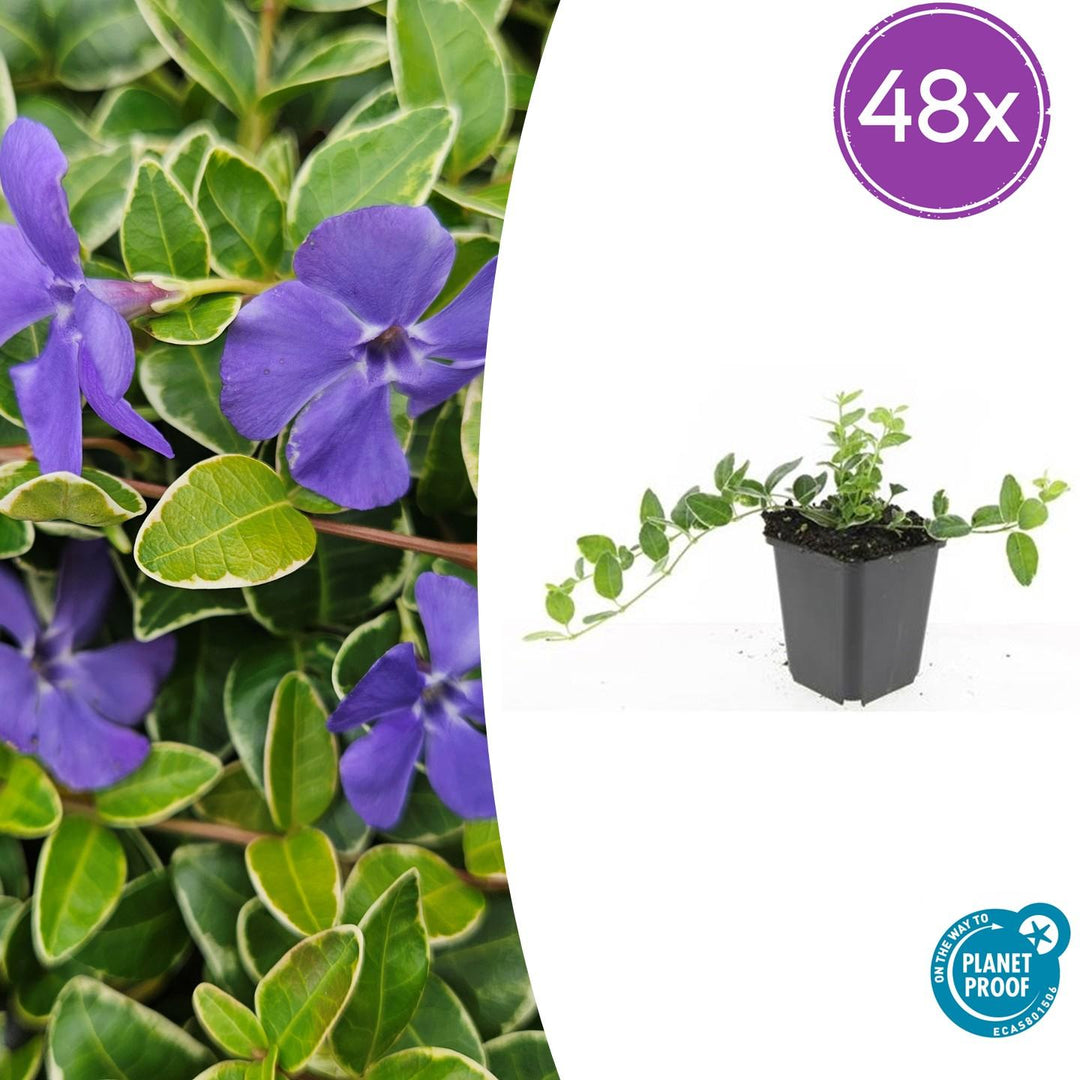 48x Vinca minor 'Argenteovariegata' plants with variegated green and cream leaves and purple flowers in 9cm pots